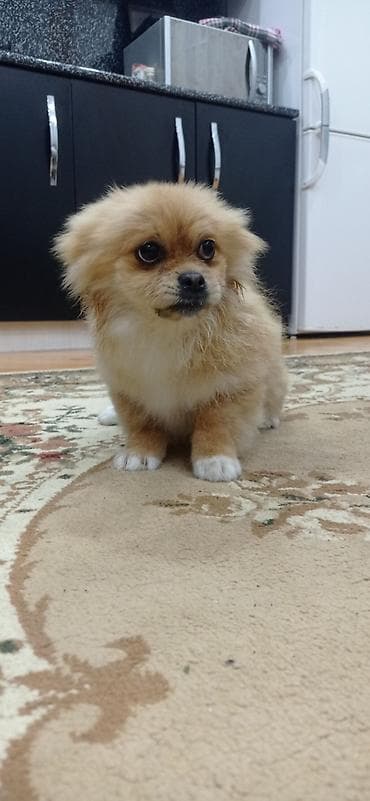 pisiklerin alqi satqisi: Şpitz, 4 ay, Erkek — 9