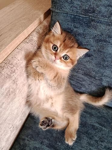 iran pisiyi: Şotland yastı qulaq — 3