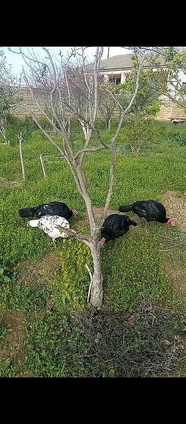 gəncə toyuq satan: Türki (hind quşu) sürüsü və kənd toyuqları - Növlər: yerli kənd — 4