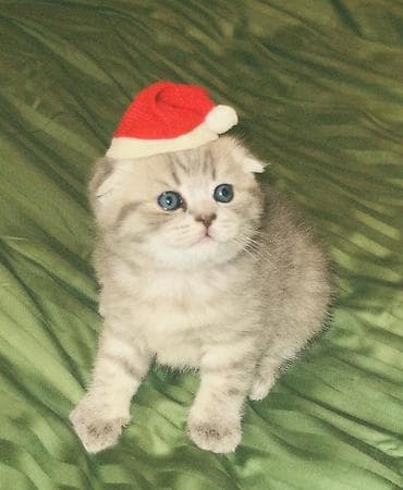 siam pişiyi: Şotland yastı qulaq — 7