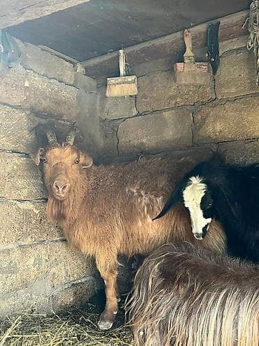 Toyuqlar: 150 180 250 (1 çi qarın və 3 cü qarın ağır boğaz keçilər) — 3