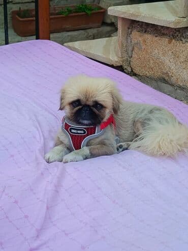 отдам в добрые руки шпица: Pekines, 1 il, Erkek, Ünvandan götürmə — 1