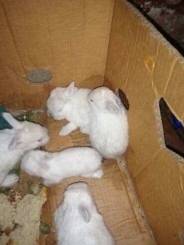 Куры: Ağ tüklü dovşan balaları.anasi atasi hamsi biryerde satilir.anasi — 8