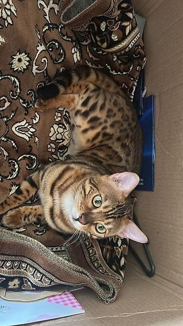 шотландский кот: Бенгальская, Самец, Для вязки — 6