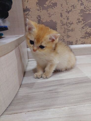 saf qan haski: Qızıl şinşilla, Erkək, Dişi, Yaxşı əllərə, Ünvandan götürmə — 2