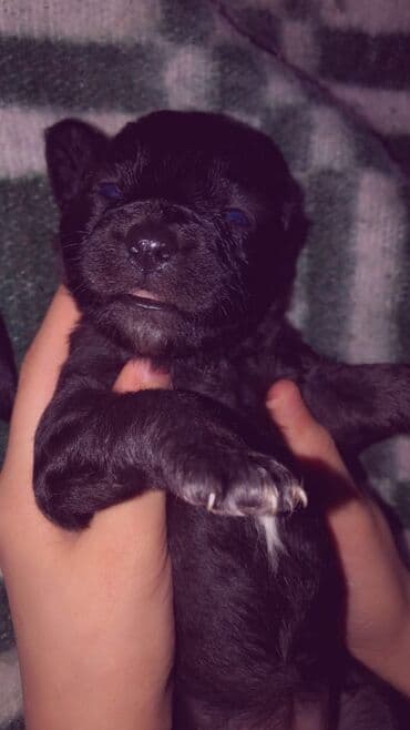 ağ pişik şəkilləri: 1 ay, Dişi, Ünvandan götürmə — 2