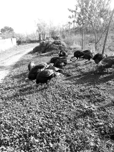 Коровы, быки: Самец, Для разведения, Самовывоз — 1