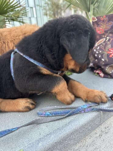 it cutlesdirmek: Rotveyler, 1 ay, Erkek — 16
