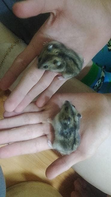 Грызуны: Kiçik dekorativ heyvanlar – xırda hamsterlər Məhsul təsviri: - Növ — 3
