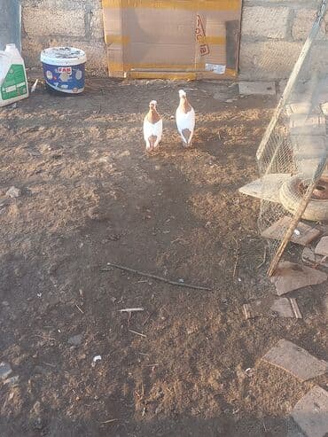 Cüt dekorativ göyərçin - Növ: dekorativ ev göyərçinləri - Rəng