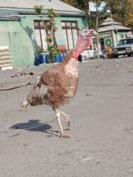 рынок животных в баку: Razılaşma yolu ilə — 2