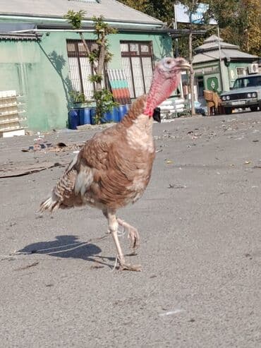 K/t heyvanları üçün mallar: Qiyməti razılaşma yolu ilə — 4