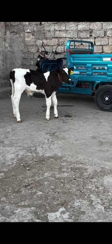 heyvanlara verilen adlar: 20 günlük erkek dana tam sağlam di — 2