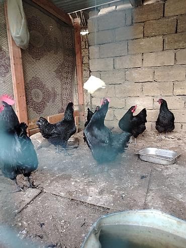 Toyuq, Australorp, Yumurtalıq