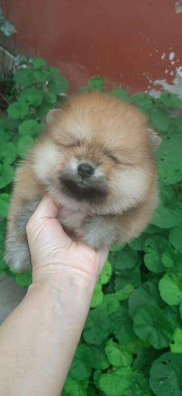 pulsuz heyvanlar verilir: Şpitz, 1 ay, Dişi — 4