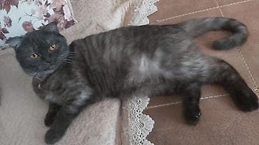 Другие с/х животные: Şotland Pişiyidir Bir Yaşı Var Dişidir İSTƏYƏN Əlaqə Saxlasın — 3