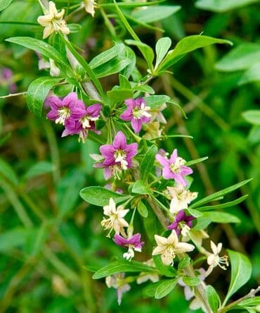 xiyar şitili: Goji giləmeyvəsi ştili (Lycium barbarum) 1 və 2 illik goji kolları — 6