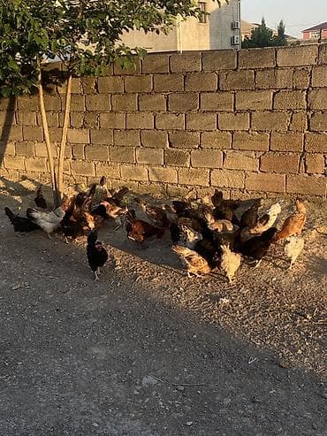 cins at: Yerli kənd toyuqları – qarışıq sürü - Açıq havada sərbəst gəzdirilən — 3