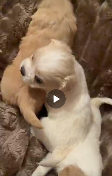 ov iti satilir: Pekines, 2 ay, Erkek — 2