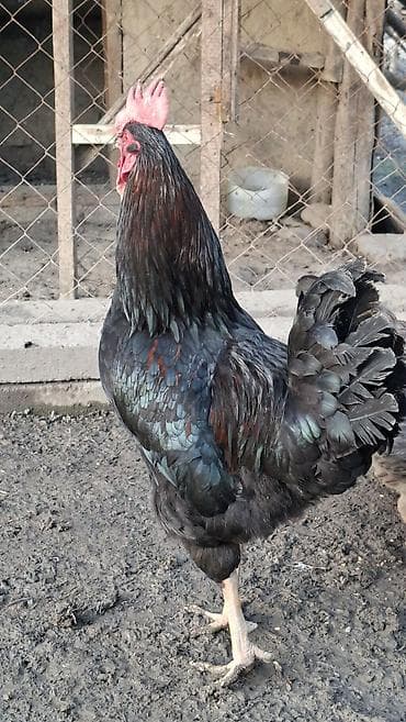 Salam. Görduyunuz qara aktiv həyət xoruzunu satıram. İki kilo yarimdan