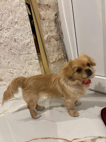 darling it yemi: Pekines — 3