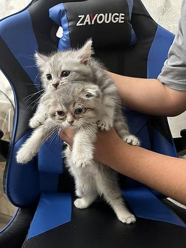 heyvan: Skottish Fold/Skottish Straight balaları - Cins: Scottish Fold — 5