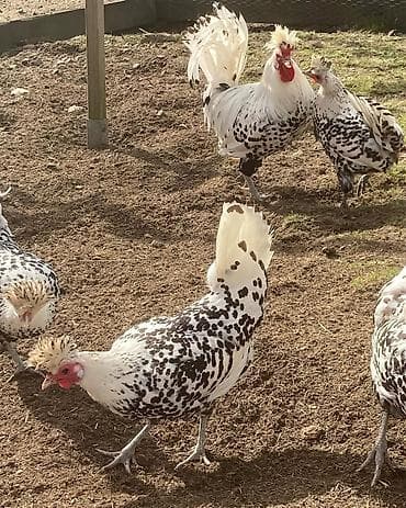 rengli quslar: Toyuq, Damazlıq — 4