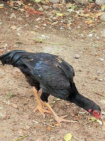 Heyratıxoruz – gənc xoruz - Cins: Malay (uzunboylu, güclü skeletli — 3