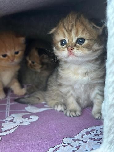 van pişik: Britan şinşilla tipli balaca pişik balaları - Cins: Britan şinşilla — 2