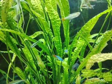 аквариумные рыбы купить: Salam. Mirni baliqlar satiram (mecnos, neon, radastamus, susə baliq — 2