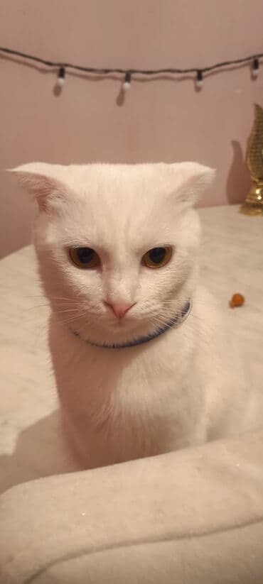 at sekileri: Şotland yastı qulaq — 9