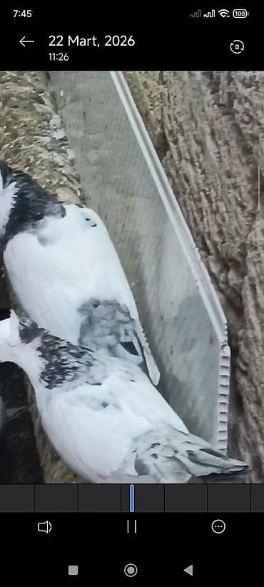 adana göyərçin: Məhsul:Hazır cüt əbres boyunlar quyruqlari destdir pul lazım olduğu — 1