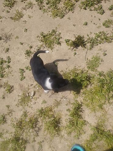 qanqal balası: Zvonok, 1 ay, Dişi, Peyvəndli, Ödənişli çatdırılma — 5