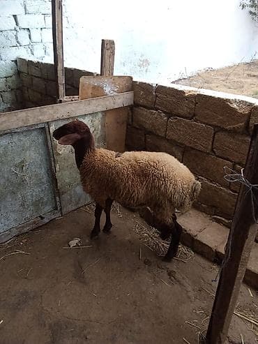 dişi qoyun: Dişi quzu satılır istəyən olsa yazsın videosunu atım baxın real — 3