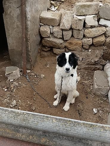 приют для животных в баку адрес: Salam 8ayliq kucuydu dişidi maturxanin nəticəsidi.ite gedir amma — 1