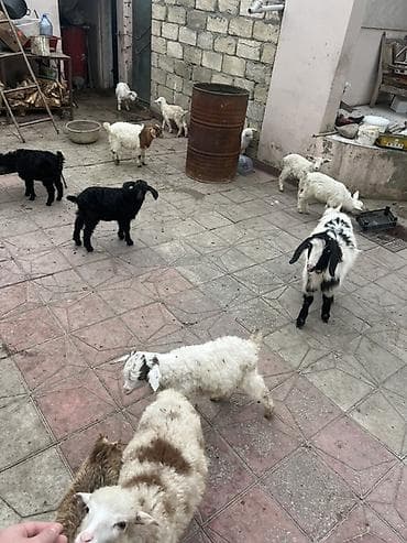 Другие с/х животные: Çəpişlər hamısı ən xırdasınnan böyüyünə qədər süd əmən heyvanlardı — 7