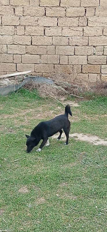 taxda qefes: 1 il, Dişi — 2