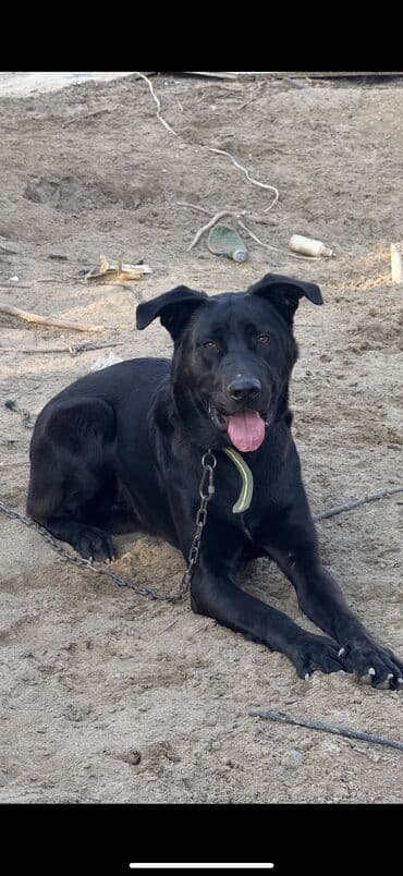 питомники собак в баку: 10 месяцев, Самец, С прививками, Самовывоз — 1