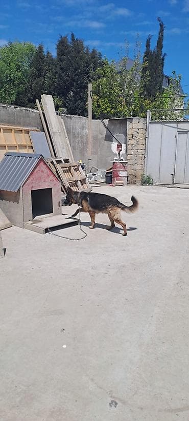 Alman çoban iti, 2 il, Erkek, Ünvandan götürmə