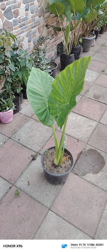 ciledagi bitkisi: Alokaziya (Alocasia) saksı bitkisi - Növ: Alocasia – iri, ürək — 1