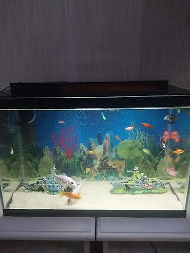 akvarium baki: Akvaryum komplekti – dekorativ və parlaq rəngli balıqlar ilə - Şüşə — 1