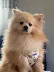 Şpitz, 6 ay, Erkek, Peyvəndli, Pulsuz çatdırılma