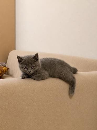 Кошки: Британская — 5