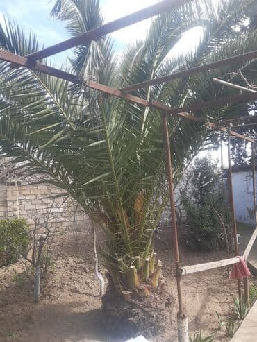 finik: Finiki maştağadadi ağac — 1