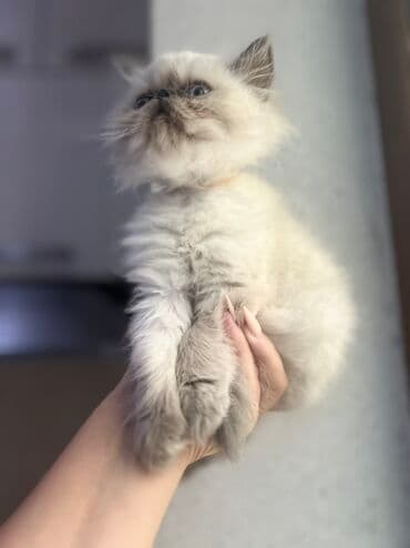 отдам в хорошие руки породистых котят: Персидская — 5