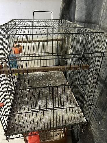 qus: Dəmir İran qəfəsi. Uzunu 60 sm, eni 32 sm, hündürlüyü 35 sm. Hər iki — 2