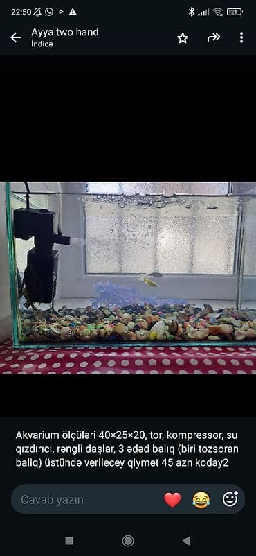 glofish balığı: Dördbucaq akvarium, Balıqlarla birlikdə, 20 l — 1
