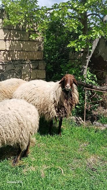 itler tap az: Məhsul: Qoç.Qala sortu 3yaw.real alıya endirim var.elaqe nomre ve — 8