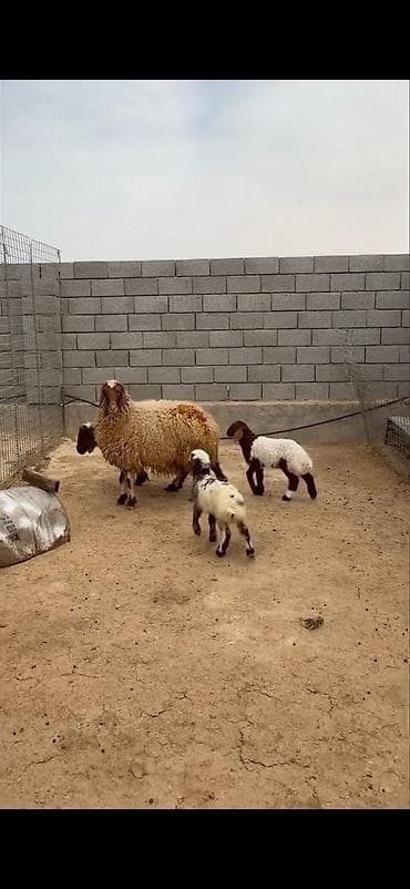 heyvan sahibləndirmə: Mal-qara: ana qoyunlar və quzular Təsvir: - Qapalı həyətdə saxlanılan — 6