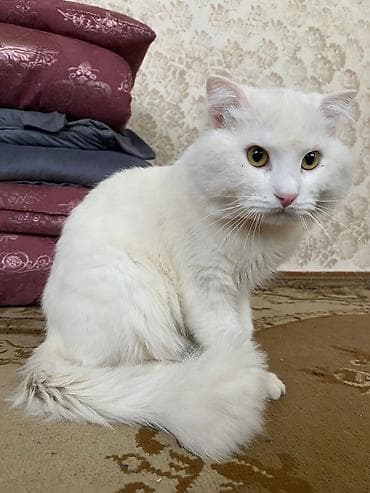 qiz pisik adlari: Yaxşı əllərə — 1